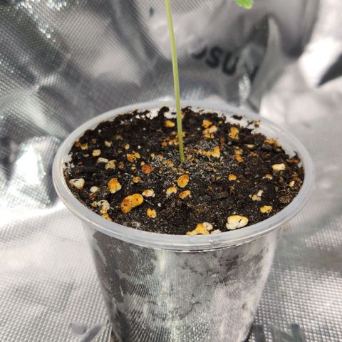 OG Kush #2 growlog photo: Observation