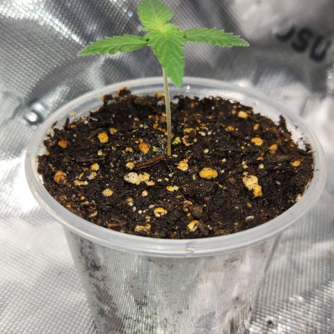 OG Kush #2 growlog photo: Observation