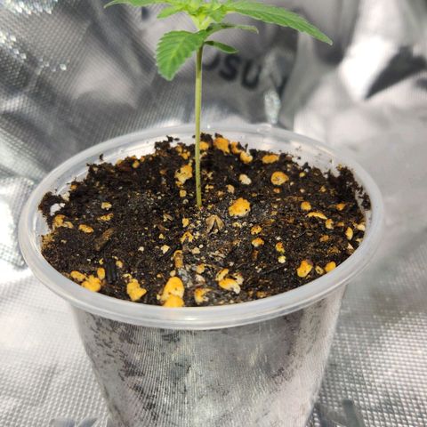 OG Kush #2 growlog photo: Observation
