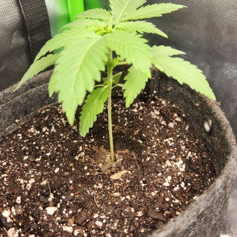 OG Kush #3 growlog photo: Transplant