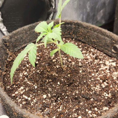 OG Kush #1 growlog photo: Transplant