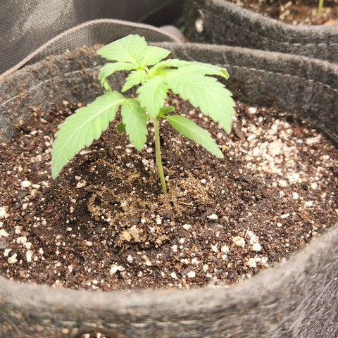 OG Kush #2 growlog photo: Transplant