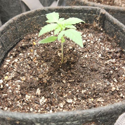 OG Kush #4 growlog photo: Transplant