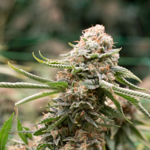 OG Kush #3 growlog timeline photo