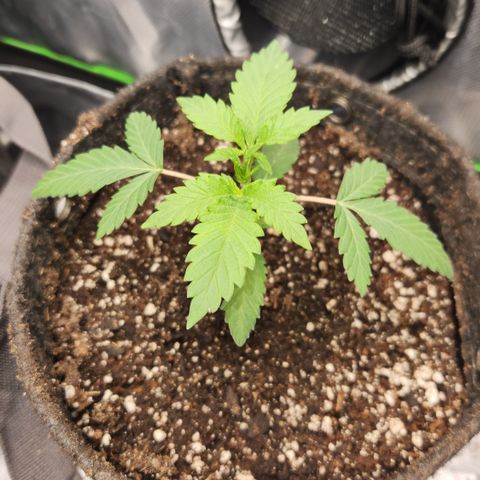 OG Kush #1 growlog timeline photo