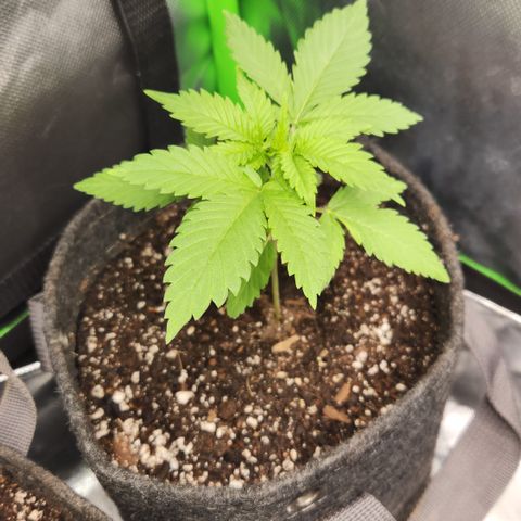 OG Kush #3 growlog timeline photo