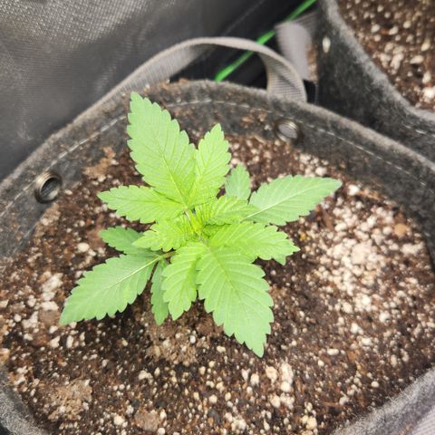 OG Kush #2 growlog timeline photo