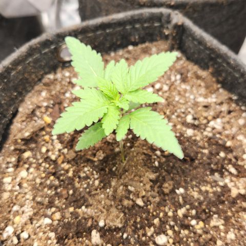 OG Kush #4 growlog timeline photo