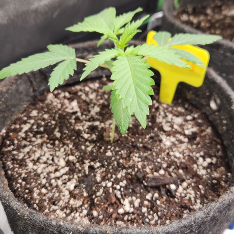 OG Kush #1 growlog photo: Photo/Measurement

