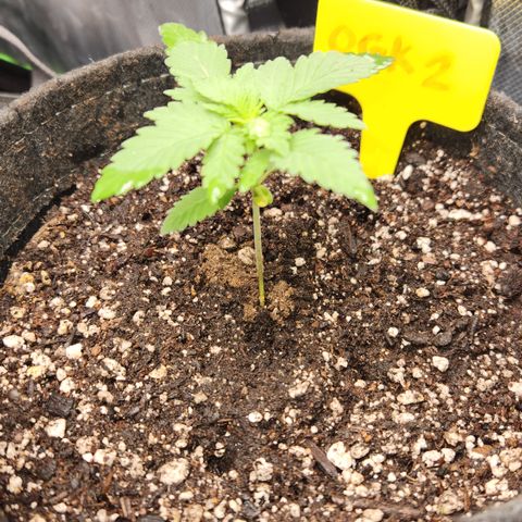 OG Kush #2 growlog photo: Photo/Measurement