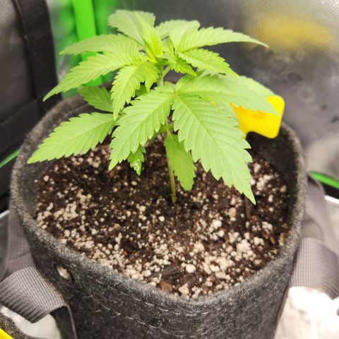 OG Kush #3 growlog photo: Photo/Measurement