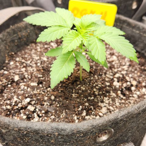 OG Kush #4 growlog photo: Photo/Measurement