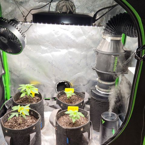 OG Kush #2 growlog photo: Closet Grow
Vivosun tent/ aerolight, aerowave exhaust, vivosun humidifier and 6" fan. 