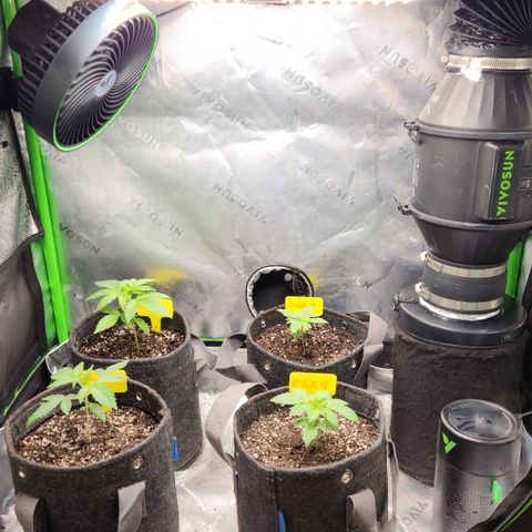 OG Kush #2 growlog photo: Closet Grow
Vivosun tent/ aerolight, aerowave exhaust, vivosun humidifier and 6" fan. 
