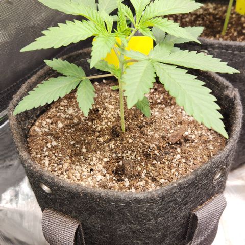 OG Kush #1 growlog timeline photo