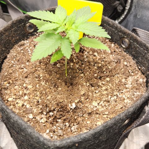 OG Kush #2 growlog timeline photo