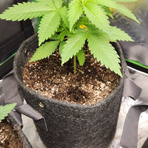 OG Kush #3 growlog timeline photo