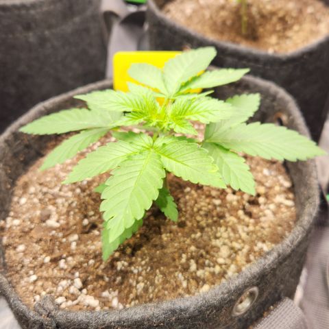 OG Kush #4 growlog timeline photo