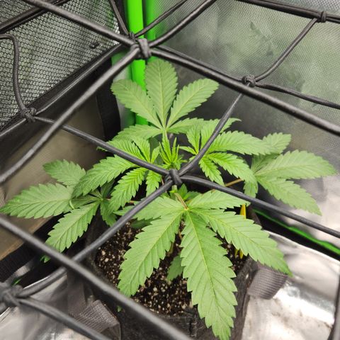 OG Kush #1 growlog timeline photo
