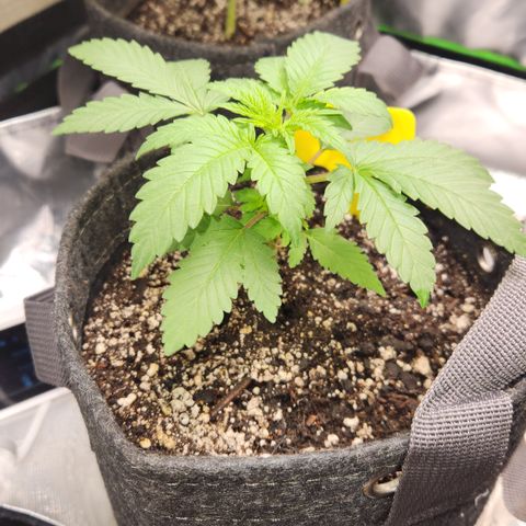 OG Kush #4 growlog timeline photo