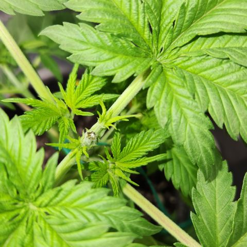 OG Kush #3 growlog photo: Topped and slightly bent with LST