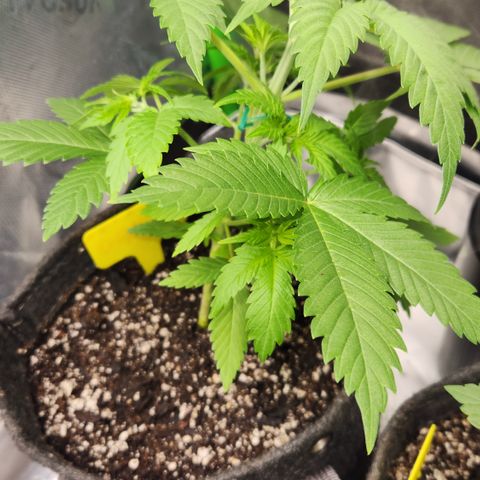 OG Kush #3 growlog photo: Topped and slightly bent with LST