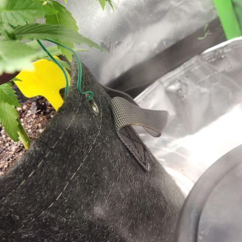 OG Kush #3 growlog photo: Topped and slightly bent with LST