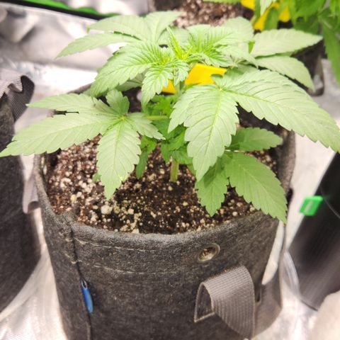 OG Kush #2 growlog timeline photo