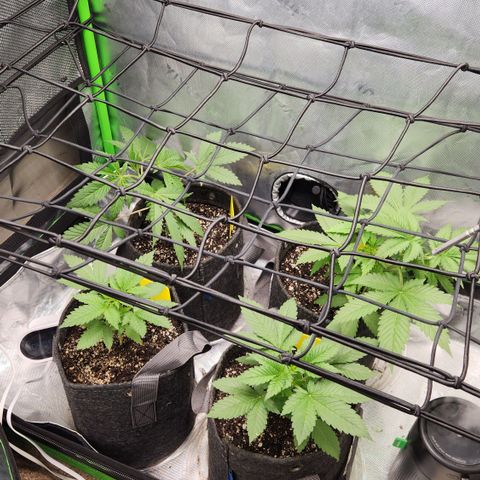 OG Kush #2 growlog timeline photo
