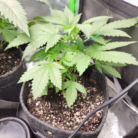 OG Kush #2 growlog timeline photo