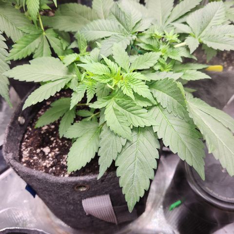 OG Kush #2 growlog timeline photo
