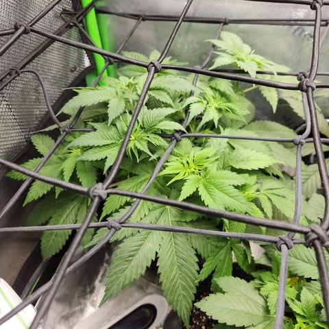 OG Kush #3 growlog timeline photo
