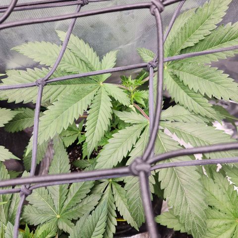 OG Kush #1 growlog timeline photo