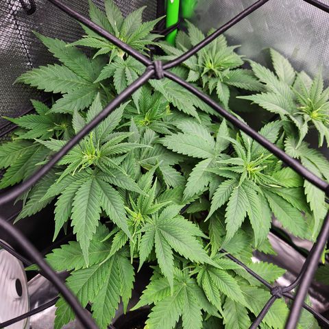 OG Kush #3 growlog timeline photo