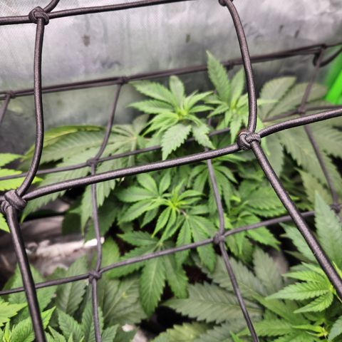 OG Kush #1 growlog timeline photo