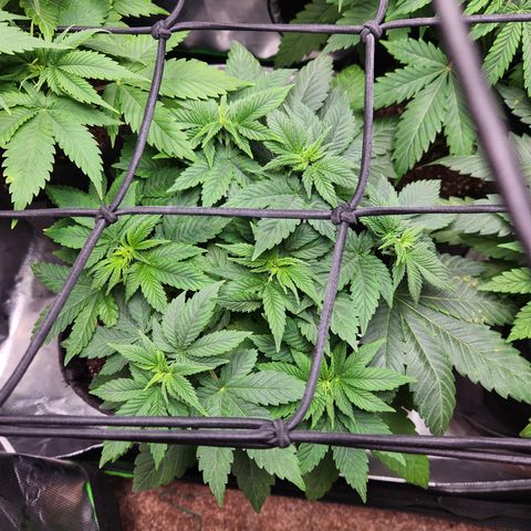 OG Kush #2 growlog timeline photo