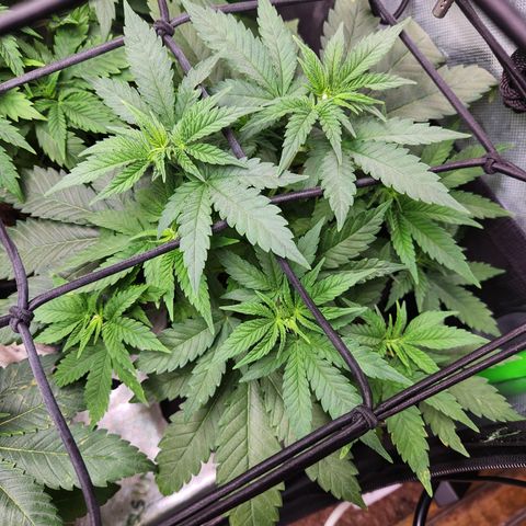 OG Kush #4 growlog timeline photo