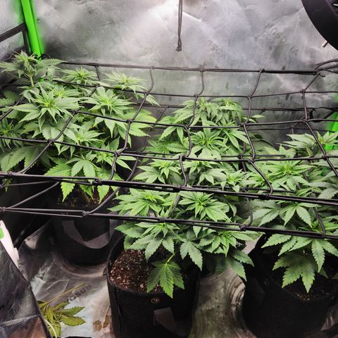 OG Kush #2 growlog timeline photo