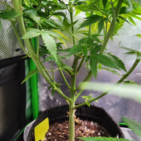 OG Kush #3 growlog timeline photo