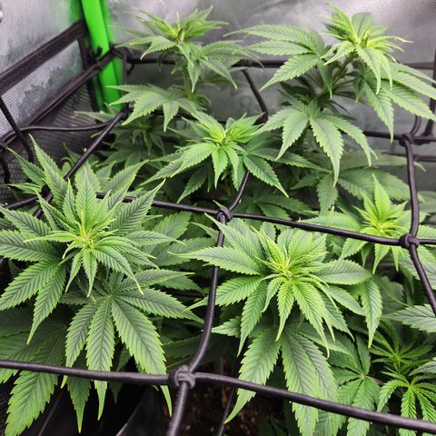 OG Kush #2 growlog timeline photo