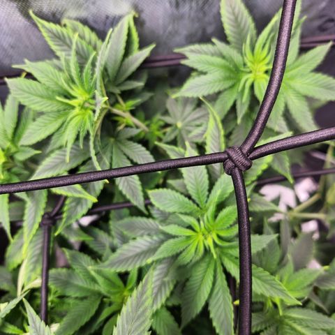 OG Kush #2 growlog timeline photo