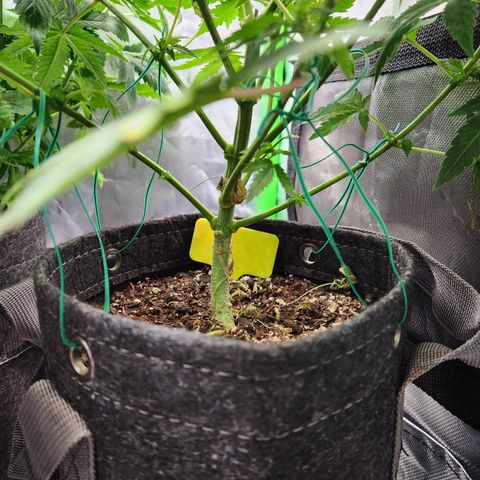 OG Kush #2 growlog timeline photo