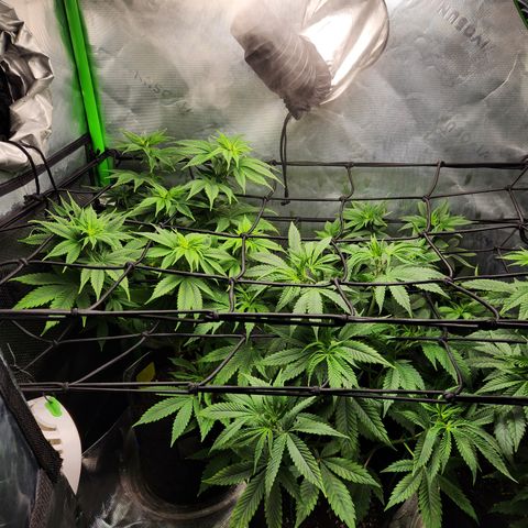 OG Kush #2 growlog timeline photo