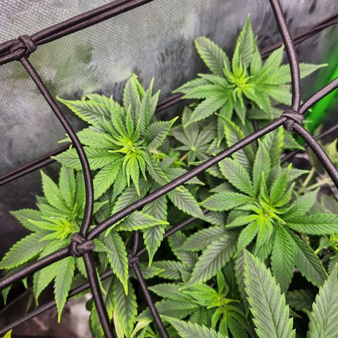 OG Kush #2 growlog timeline photo
