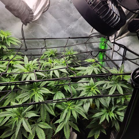 OG Kush #2 growlog timeline photo