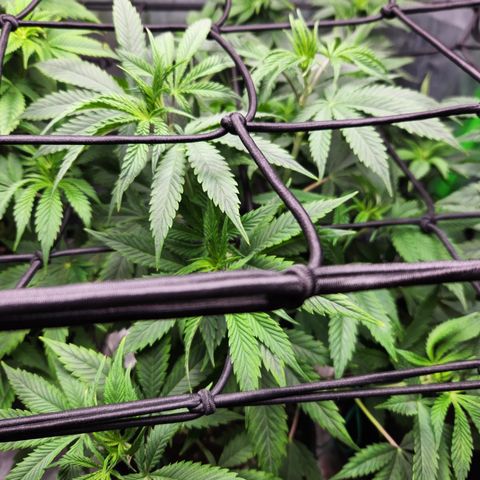 OG Kush #2 growlog timeline photo