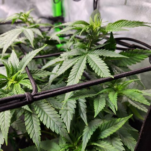 OG Kush #2 growlog timeline photo