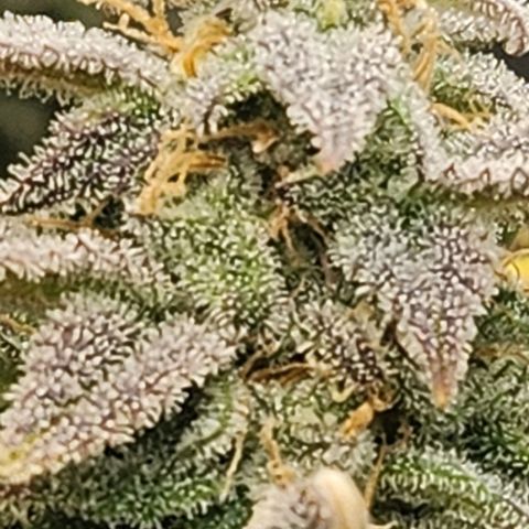 OG Kush #2 growlog photo: My OG Kush right now. 7 1/2 weeks into flowing