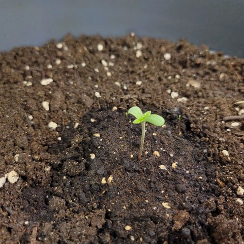 Special Queen #1 growlog timeline photo