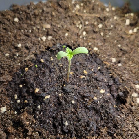 Special Queen #1 growlog timeline photo